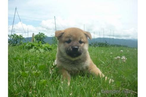 成約済の長野県の柴犬-140057の3枚目