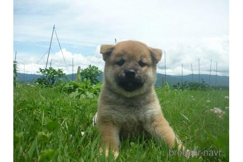 成約済の長野県の柴犬-140057の2枚目