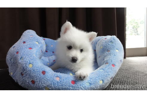 子犬