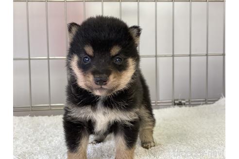 成約済の岡山県の豆柴-137716の1枚目