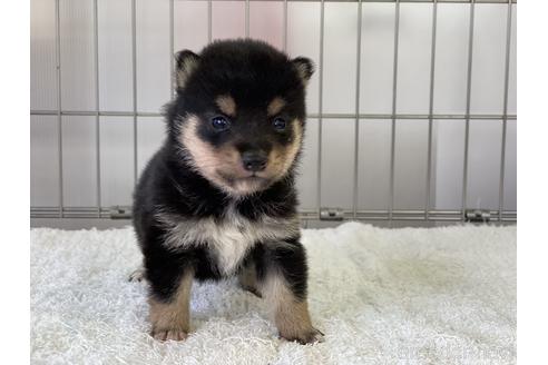 成約済の岡山県の豆柴-137716の5枚目