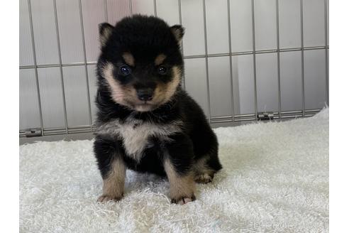 成約済の岡山県の豆柴-137716の3枚目