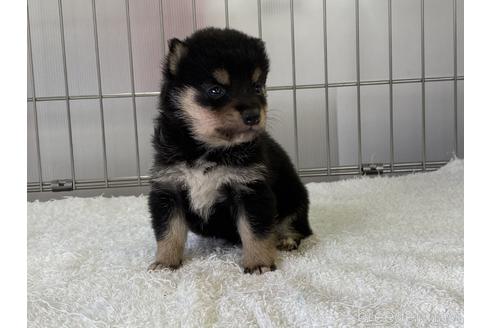 成約済の岡山県の豆柴-137716の2枚目