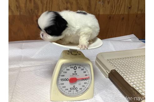 成約済の静岡県の狆 (チン)-139065の7枚目