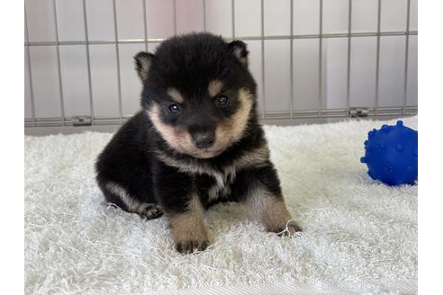 成約済の岡山県の豆柴-137717の1枚目