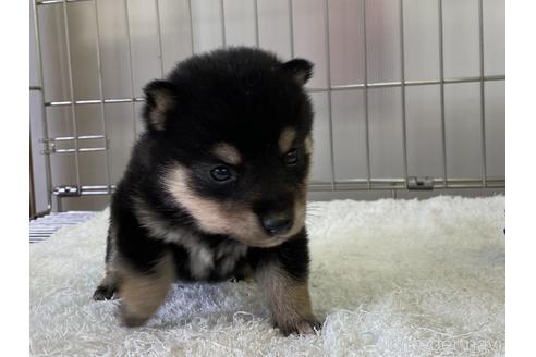 成約済の岡山県の豆柴-137717の5枚目