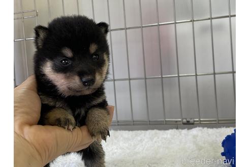 成約済の岡山県の豆柴-137717の4枚目