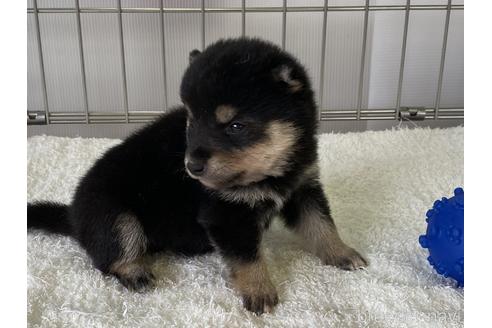 成約済の岡山県の豆柴-137717の3枚目