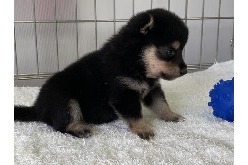 成約済の岡山県の豆柴-137717の2枚目