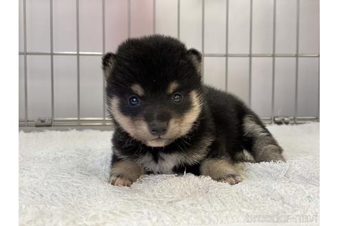 成約済の岡山県の豆柴-137719の5枚目