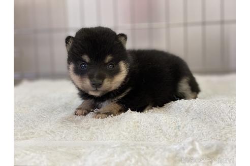 成約済の岡山県の豆柴-137719の3枚目