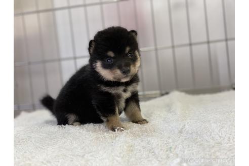 成約済の岡山県の豆柴-137719の2枚目