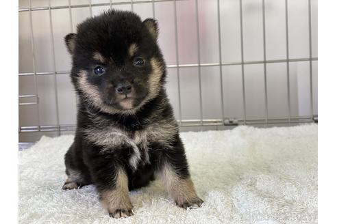 成約済の岡山県の豆柴-137720の1枚目