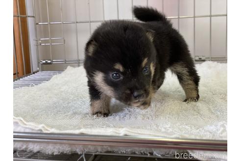 成約済の岡山県の豆柴-137720の5枚目