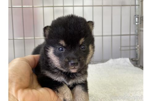 成約済の岡山県の豆柴-137720の4枚目