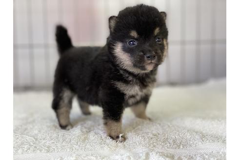 成約済の岡山県の豆柴-137720の3枚目