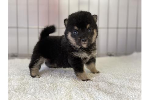 成約済の岡山県の豆柴-137720の2枚目