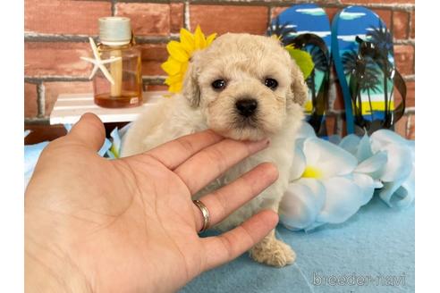 ホワイト 白 のトイプードルの子犬を探す ブリーダーナビ ホワイト 白 のトイプードルの子犬を探す ブリーダーナビ