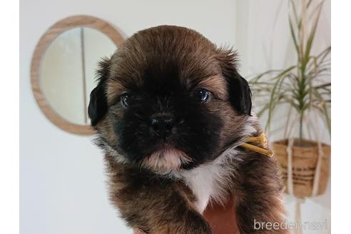 北海道のミックス犬 男の子 21 06 04生まれ 大きなお手手がかわいい ღ ღ 子犬id 1400 ブリーダーナビ