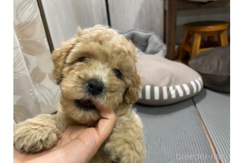 成約済の群馬県のトイプードル-137460の1枚目