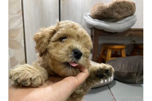 成約済の群馬県のトイプードル-137460の2枚目