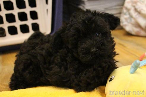 成約済の愛知県のトイプードル-133751の5枚目