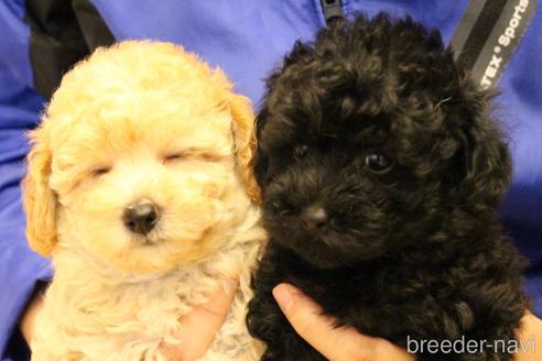 成約済の愛知県のトイプードル-133751の4枚目