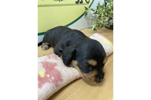 成約済の栃木県のミニチュアダックスフンド(ロングヘアード)-140100の3枚目