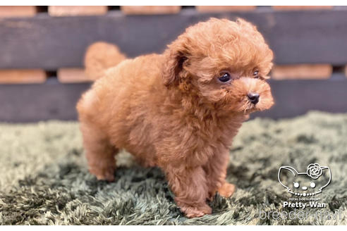 成約済の愛知県のトイプードル-139751の3枚目