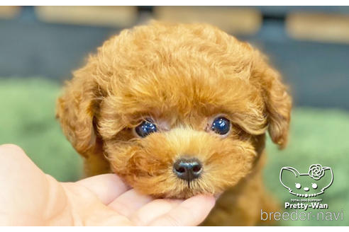 成約済の愛知県のトイプードル-139751の1枚目