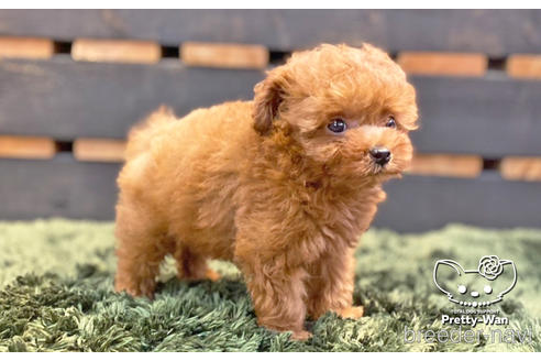 成約済の愛知県のトイプードル-139751の2枚目