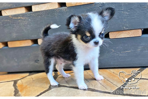 成約済の愛知県のチワワ(ロングコート)-140111の7枚目