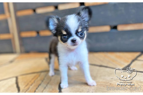 成約済の愛知県のチワワ(ロングコート)-140111の3枚目