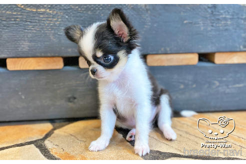 成約済の愛知県のチワワ(ロングコート)-140111の5枚目