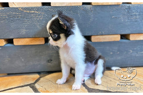 成約済の愛知県のチワワ(ロングコート)-140111の6枚目