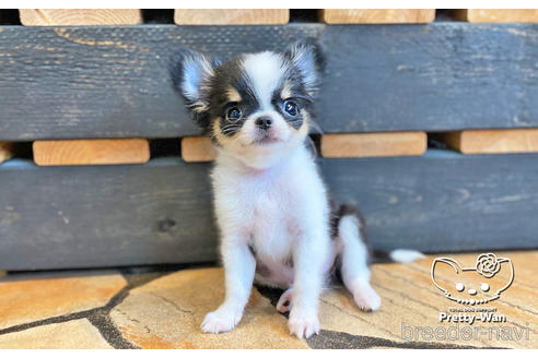 成約済の愛知県のチワワ(ロングコート)-140111の2枚目