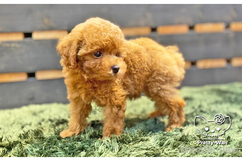 成約済の愛知県のトイプードル-139742の4枚目