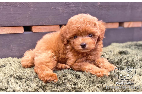 成約済の愛知県のトイプードル-139742の3枚目