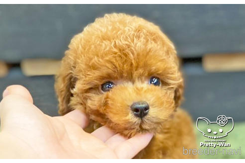 成約済の愛知県のトイプードル-139742の1枚目