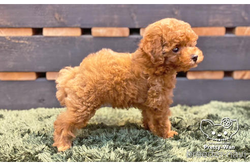 成約済の愛知県のトイプードル-139742の2枚目