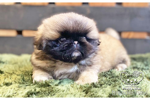 成約済の愛知県のペキニーズ-140121の5枚目