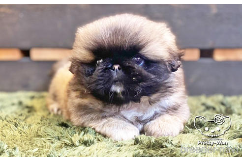 成約済の愛知県のペキニーズ-140121の2枚目