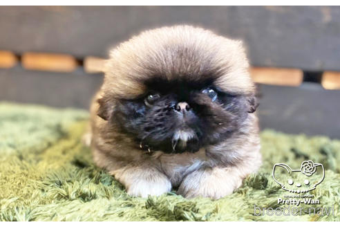 成約済の愛知県のペキニーズ-140121の1枚目