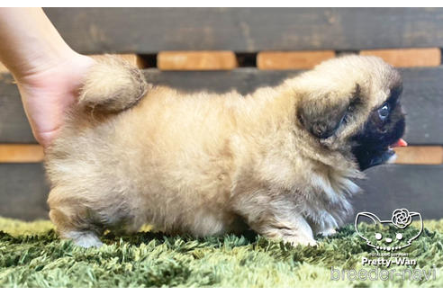 成約済の愛知県のペキニーズ-140121の4枚目