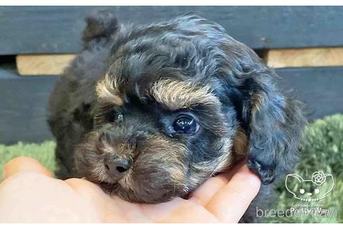 成約済の愛知県のトイプードル-140123の5枚目