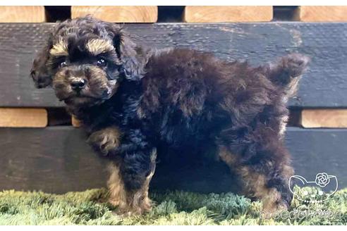 成約済の愛知県のトイプードル-140123の6枚目