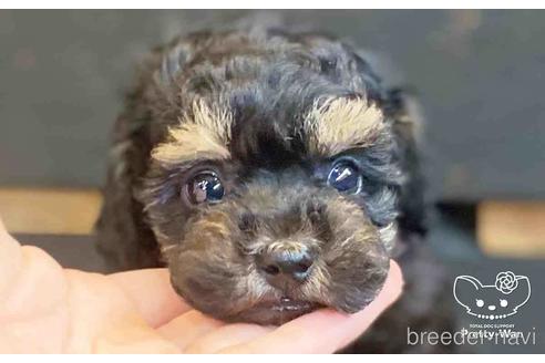 成約済の愛知県のトイプードル-140123