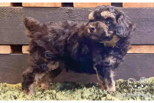 成約済の愛知県のトイプードル-140123の3枚目