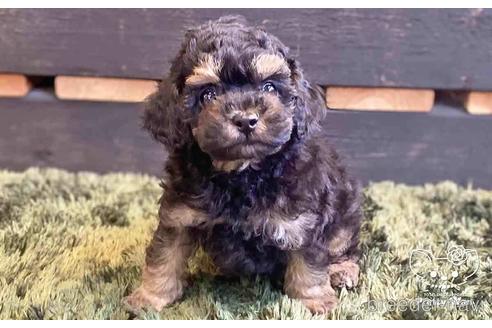 成約済の愛知県のトイプードル-140123の4枚目