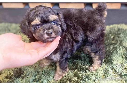 成約済の愛知県のトイプードル-140123の2枚目